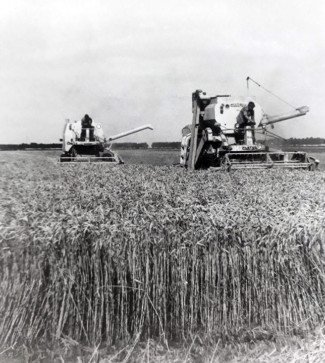 foto